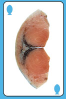 Fillet option 1 for question 1