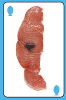 Fillet option 2 for question 1