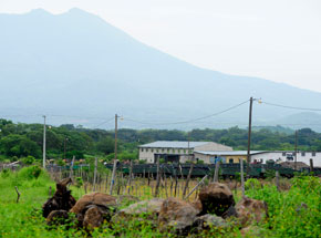 Guatemalan farm